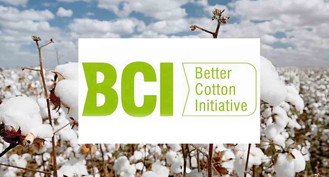 bcibci.jpg